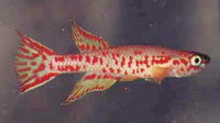 Aphyosemion zygaima, :