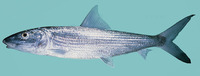 Albula glossodonta, Roundjaw bonefish: fisheries, gamefish, bait