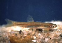 Kneria auriculata, Airbreathing shellear: aquarium