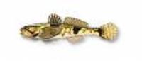 Caspiosoma caspium, : fisheries