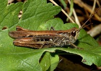 Glyptobothrus mollis
