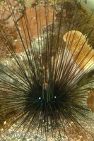 Diadema setosum - Reef sea urchin