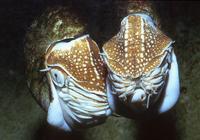 Nautilus pompilius - Chambered Nautilus