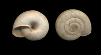 Chilostoma cingulatum peregrini