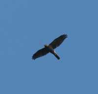 Accipiter cirrocephalus - Collared Sparrowhawk