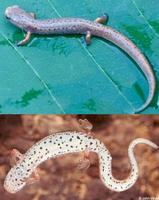 Image of: Hemidactylium scutatum (four-toed salamander)