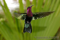 Eulampis jugularis - Purple throated Carib