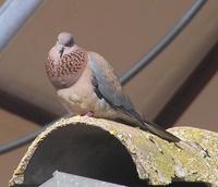 Streptopelia senegalensis - Laughing Dove