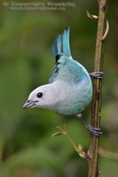 Thraupis episcopus - Blue-grey Tanager