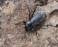 Image of: Tenebrionidae (darkling beetles)