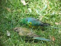 Psephotus haematonotus - Red-rumped Parrot