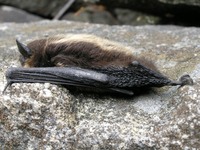 Eptesicus nilssonii - Northern Bat