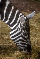 Equus quagga borensis - Selous' zebra