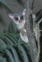 Galago senegalensis - Senegal Galago