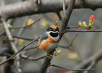 Image of: Aegithalos concinnus (black-throated tit)