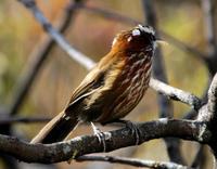 Image of: Pomatorhinus ruficollis (streak-breasted scimitar babbler)