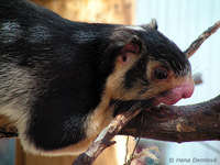 Ratufa macroura - Sri Lankan Giant Squirrel