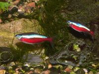 Paracheirodon axelrodi - Cardinal Tetra