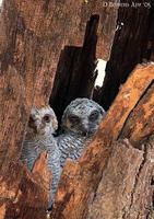 Image of: Strix ocellata (mottled wood owl)