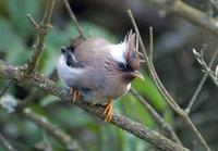 Image of: Yuhina diademata (white-collared yuhina)