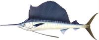 Image of: Istiophorus platypterus (Atlantic sailfish)