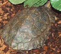 Image of: Clemmys insculpta (North American wood turtle)