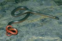Image of: Diadophis punctatus (ring-necked snake)