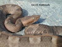 Image of: Porthidium lansbergii (Lansberg's hognose viper)