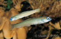 Ptereleotris zebra - Chinese Zebra Goby