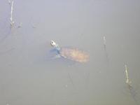 Mauremys rivulata - Caspian Pond Turtle