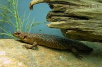 Egernia stokesii - Gidgee Skink