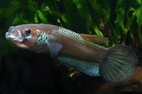 betta ocellata,from Sabah.