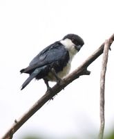 Philippine Falconet - Microhierax erythrogenys