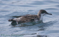 Persian Shearwater - Puffinus persicus