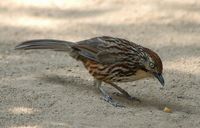 Chinese Babax - Babax lanceolatus