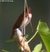 Pale-headed Munia - Lonchura pallida