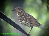 Amami Thrush - Zoothera major