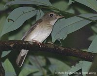 Brown-chested Jungle Flycatcher - Rhinomyias brunneatus