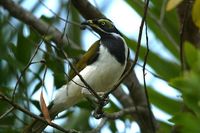 Blue faced Honeyeater