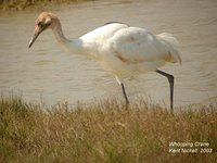 Whooping Crane - Grus americana