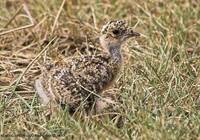 Indian Courser - Cursorius coromandelicus