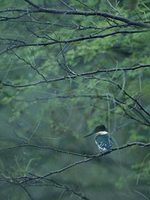 Green Kingfisher (Chloroceryle americana) photo