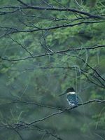 Green Kingfisher (Chloroceryle americana) photo