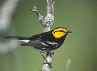 Golden-cheeked Warbler (Dendroica chrysoparia) photo