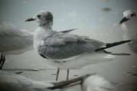 Sabine's Gull - Xema sabini