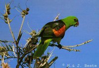 Red-winged Parrot - Aprosmictus erythropterus