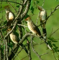 Guira Cuckoo - Guira guira