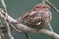 Lesser Nighthawk - Chordeiles acutipennis