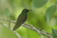 Bronze-tailed Plumeleteer - Chalybura urochrysia