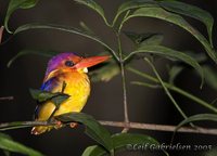 Black-backed Kingfisher - Ceyx erithacus